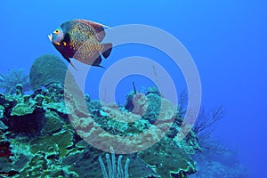 French angelfish and reef