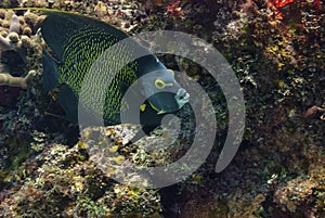 French Angelfish swimming in the Caribbean Sea