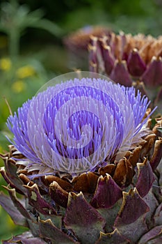 French artichoke Cynara cardunculus Violet De Provence, purple flower