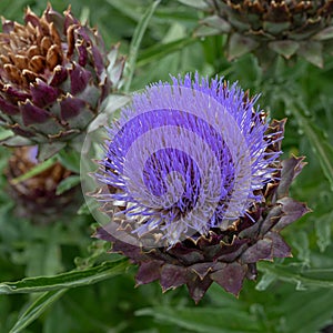 French artichoke Cynara cardunculus Violet De Provence, purple flower in close-up