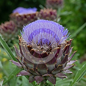 French artichoke Cynara cardunculus Violet De Provence, purple flowers