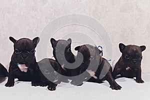 French baby bulldog puppies posing puppy sitting and looking to the side.
