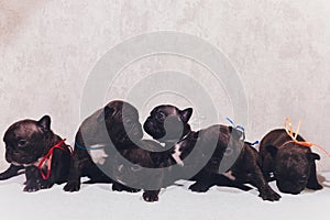 French baby bulldog puppies posing puppy sitting and looking to the side.