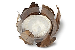 French Banon cheese in chestnut leaves