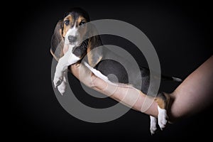 French basset artesien normand puppy held in hands against a black background