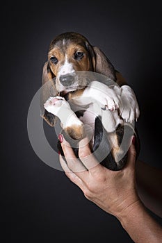 French basset artesien normand puppy held in hands against a black background