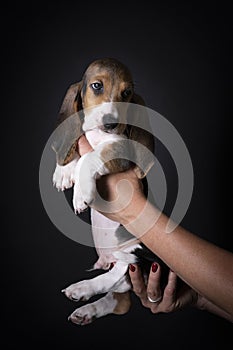 French basset artesien normand puppy held in hands against a black background