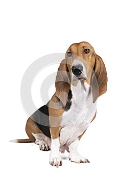 French basset artesien normand puppy sitting and seen from the front isolated on a white background