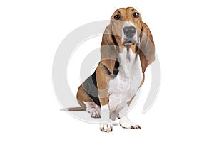 French basset artesien normand puppy sitting and seen from the front isolated on a white background