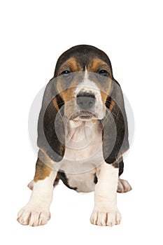 French basset artesien normand puppy sitting and seen from the front isolated on a white background