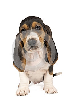 French basset artesien normand puppy sitting and seen from the front isolated on a white background