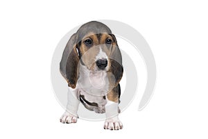 French basset artesien normand puppy sitting and seen from the front isolated on a white background