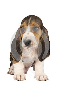 French basset artesien normand puppy sitting and seen from the front isolated on a white background