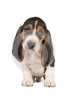 French basset artesien normand puppy sitting and seen from the front isolated on a white background