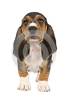 French basset artesien normand puppy sitting and seen from the front isolated on a white background