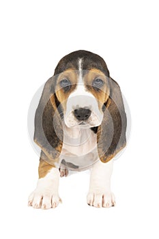 French basset artesien normand puppy sitting and seen from the front isolated on a white background