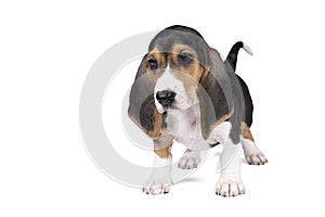 French basset artesien normand puppy standing and seen from the front isolated on a white background