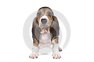 French basset artesien normand puppy standing and seen from the front isolated on a white background