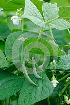 French beans plant