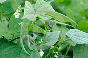 French beans plant