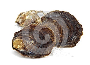 French Belon Oyster, ostrea edulis
