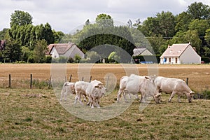 French blonde cows