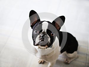 French Bouledogue