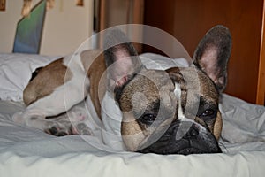 French bouledogue close-up