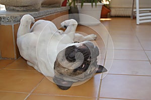 French bouledogue close-up