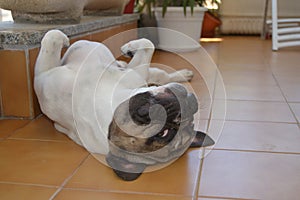 French bouledogue close-up