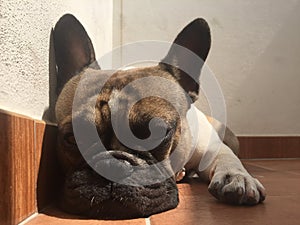 French bouledogue sleeping, bulldog, close-up photo