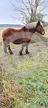 French breed of small dray horse standing alone in field