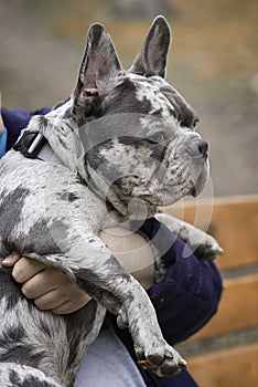 French brindle blue bulldog sits on hands