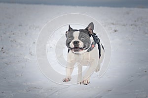 French buldog is running on the field in the snow