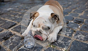 French buldogue lying in the ground