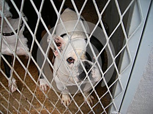 French Bull Dog in a Dog Pound