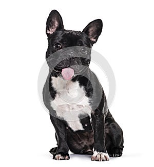 French Bulldog , 1.5 years old