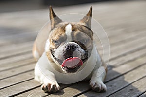 French Bulldog