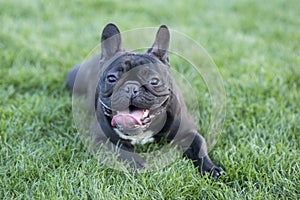 French Bulldog