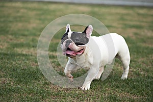 French Bulldog