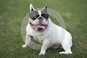 French Bulldog