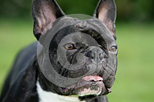 French bulldog photo