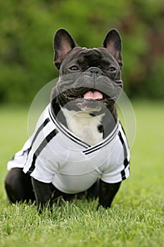 French bulldog photo