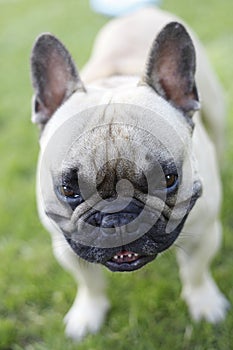 French bulldog