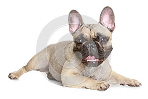 French bulldog