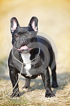 French Bulldog