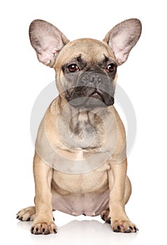 French Bulldog