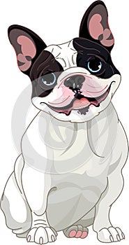 French bulldog