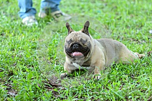 French bulldog