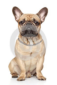 French bulldog